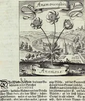 Picture 100 of 593 from Viridarium Reformatum, Seu Regnum Vegetabile, Das ist: Neu-eingerichtetes und Vollständiges Kräuter-Buch: Worinnen auff noch nicht geschehene Weise Derer Vegetabilien, als Kräutern, Sträuchen, Bäumen, Bluhmen und anderer Erd-Gewachsen Art, Krafft und Würckung dergestalt beschrieben werden, daß man dieses Werck statt einer Botanischen Bibliothec haben ... kan (1719), leaf 284