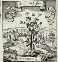 Picture 101 of 593 from Viridarium Reformatum, Seu Regnum Vegetabile, Das ist: Neu-eingerichtetes und Vollständiges Kräuter-Buch: Worinnen auff noch nicht geschehene Weise Derer Vegetabilien, als Kräutern, Sträuchen, Bäumen, Bluhmen und anderer Erd-Gewachsen Art, Krafft und Würckung dergestalt beschrieben werden, daß man dieses Werck statt einer Botanischen Bibliothec haben ... kan (1719), leaf 286