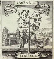 Picture 102 of 593 from Viridarium Reformatum, Seu Regnum Vegetabile, Das ist: Neu-eingerichtetes und Vollständiges Kräuter-Buch: Worinnen auff noch nicht geschehene Weise Derer Vegetabilien, als Kräutern, Sträuchen, Bäumen, Bluhmen und anderer Erd-Gewachsen Art, Krafft und Würckung dergestalt beschrieben werden, daß man dieses Werck statt einer Botanischen Bibliothec haben ... kan (1719), leaf 288