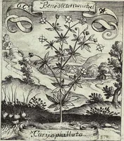 Picture 103 of 593 from Viridarium Reformatum, Seu Regnum Vegetabile, Das ist: Neu-eingerichtetes und Vollständiges Kräuter-Buch: Worinnen auff noch nicht geschehene Weise Derer Vegetabilien, als Kräutern, Sträuchen, Bäumen, Bluhmen und anderer Erd-Gewachsen Art, Krafft und Würckung dergestalt beschrieben werden, daß man dieses Werck statt einer Botanischen Bibliothec haben ... kan (1719), leaf 290