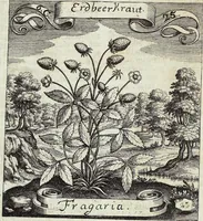 Picture 104 of 593 from Viridarium Reformatum, Seu Regnum Vegetabile, Das ist: Neu-eingerichtetes und Vollständiges Kräuter-Buch: Worinnen auff noch nicht geschehene Weise Derer Vegetabilien, als Kräutern, Sträuchen, Bäumen, Bluhmen und anderer Erd-Gewachsen Art, Krafft und Würckung dergestalt beschrieben werden, daß man dieses Werck statt einer Botanischen Bibliothec haben ... kan (1719), leaf 292