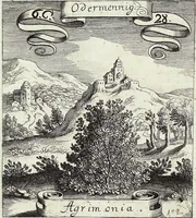 Picture 107 of 593 from Viridarium Reformatum, Seu Regnum Vegetabile, Das ist: Neu-eingerichtetes und Vollständiges Kräuter-Buch: Worinnen auff noch nicht geschehene Weise Derer Vegetabilien, als Kräutern, Sträuchen, Bäumen, Bluhmen und anderer Erd-Gewachsen Art, Krafft und Würckung dergestalt beschrieben werden, daß man dieses Werck statt einer Botanischen Bibliothec haben ... kan (1719), leaf 298
