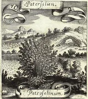 Picture 109 of 593 from Viridarium Reformatum, Seu Regnum Vegetabile, Das ist: Neu-eingerichtetes und Vollständiges Kräuter-Buch: Worinnen auff noch nicht geschehene Weise Derer Vegetabilien, als Kräutern, Sträuchen, Bäumen, Bluhmen und anderer Erd-Gewachsen Art, Krafft und Würckung dergestalt beschrieben werden, daß man dieses Werck statt einer Botanischen Bibliothec haben ... kan (1719), leaf 303