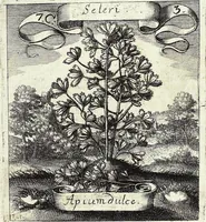 Picture 110 of 593 from Viridarium Reformatum, Seu Regnum Vegetabile, Das ist: Neu-eingerichtetes und Vollständiges Kräuter-Buch: Worinnen auff noch nicht geschehene Weise Derer Vegetabilien, als Kräutern, Sträuchen, Bäumen, Bluhmen und anderer Erd-Gewachsen Art, Krafft und Würckung dergestalt beschrieben werden, daß man dieses Werck statt einer Botanischen Bibliothec haben ... kan (1719), leaf 307