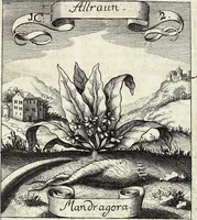Picture 2 of 593 from Viridarium Reformatum, Seu Regnum Vegetabile, Das ist: Neu-eingerichtetes und Vollständiges Kräuter-Buch: Worinnen auff noch nicht geschehene Weise Derer Vegetabilien, als Kräutern, Sträuchen, Bäumen, Bluhmen und anderer Erd-Gewachsen Art, Krafft und Würckung dergestalt beschrieben werden, daß man dieses Werck statt einer Botanischen Bibliothec haben ... kan (1719), leaf 31