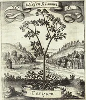 Picture 111 of 593 from Viridarium Reformatum, Seu Regnum Vegetabile, Das ist: Neu-eingerichtetes und Vollständiges Kräuter-Buch: Worinnen auff noch nicht geschehene Weise Derer Vegetabilien, als Kräutern, Sträuchen, Bäumen, Bluhmen und anderer Erd-Gewachsen Art, Krafft und Würckung dergestalt beschrieben werden, daß man dieses Werck statt einer Botanischen Bibliothec haben ... kan (1719), leaf 311