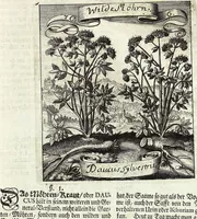 Picture 112 of 593 from Viridarium Reformatum, Seu Regnum Vegetabile, Das ist: Neu-eingerichtetes und Vollständiges Kräuter-Buch: Worinnen auff noch nicht geschehene Weise Derer Vegetabilien, als Kräutern, Sträuchen, Bäumen, Bluhmen und anderer Erd-Gewachsen Art, Krafft und Würckung dergestalt beschrieben werden, daß man dieses Werck statt einer Botanischen Bibliothec haben ... kan (1719), leaf 313
