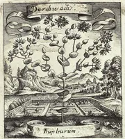 Picture 113 of 593 from Viridarium Reformatum, Seu Regnum Vegetabile, Das ist: Neu-eingerichtetes und Vollständiges Kräuter-Buch: Worinnen auff noch nicht geschehene Weise Derer Vegetabilien, als Kräutern, Sträuchen, Bäumen, Bluhmen und anderer Erd-Gewachsen Art, Krafft und Würckung dergestalt beschrieben werden, daß man dieses Werck statt einer Botanischen Bibliothec haben ... kan (1719), leaf 317