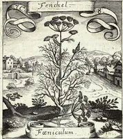 Picture 114 of 593 from Viridarium Reformatum, Seu Regnum Vegetabile, Das ist: Neu-eingerichtetes und Vollständiges Kräuter-Buch: Worinnen auff noch nicht geschehene Weise Derer Vegetabilien, als Kräutern, Sträuchen, Bäumen, Bluhmen und anderer Erd-Gewachsen Art, Krafft und Würckung dergestalt beschrieben werden, daß man dieses Werck statt einer Botanischen Bibliothec haben ... kan (1719), leaf 319