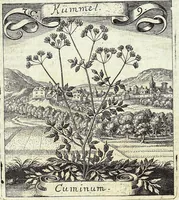 Picture 115 of 593 from Viridarium Reformatum, Seu Regnum Vegetabile, Das ist: Neu-eingerichtetes und Vollständiges Kräuter-Buch: Worinnen auff noch nicht geschehene Weise Derer Vegetabilien, als Kräutern, Sträuchen, Bäumen, Bluhmen und anderer Erd-Gewachsen Art, Krafft und Würckung dergestalt beschrieben werden, daß man dieses Werck statt einer Botanischen Bibliothec haben ... kan (1719), leaf 321