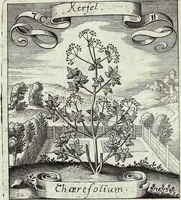 Picture 116 of 593 from Viridarium Reformatum, Seu Regnum Vegetabile, Das ist: Neu-eingerichtetes und Vollständiges Kräuter-Buch: Worinnen auff noch nicht geschehene Weise Derer Vegetabilien, als Kräutern, Sträuchen, Bäumen, Bluhmen und anderer Erd-Gewachsen Art, Krafft und Würckung dergestalt beschrieben werden, daß man dieses Werck statt einer Botanischen Bibliothec haben ... kan (1719), leaf 326