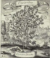 Picture 117 of 593 from Viridarium Reformatum, Seu Regnum Vegetabile, Das ist: Neu-eingerichtetes und Vollständiges Kräuter-Buch: Worinnen auff noch nicht geschehene Weise Derer Vegetabilien, als Kräutern, Sträuchen, Bäumen, Bluhmen und anderer Erd-Gewachsen Art, Krafft und Würckung dergestalt beschrieben werden, daß man dieses Werck statt einer Botanischen Bibliothec haben ... kan (1719), leaf 328