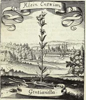 Picture 3 of 593 from Viridarium Reformatum, Seu Regnum Vegetabile, Das ist: Neu-eingerichtetes und Vollständiges Kräuter-Buch: Worinnen auff noch nicht geschehene Weise Derer Vegetabilien, als Kräutern, Sträuchen, Bäumen, Bluhmen und anderer Erd-Gewachsen Art, Krafft und Würckung dergestalt beschrieben werden, daß man dieses Werck statt einer Botanischen Bibliothec haben ... kan (1719), leaf 33