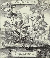 Picture 118 of 593 from Viridarium Reformatum, Seu Regnum Vegetabile, Das ist: Neu-eingerichtetes und Vollständiges Kräuter-Buch: Worinnen auff noch nicht geschehene Weise Derer Vegetabilien, als Kräutern, Sträuchen, Bäumen, Bluhmen und anderer Erd-Gewachsen Art, Krafft und Würckung dergestalt beschrieben werden, daß man dieses Werck statt einer Botanischen Bibliothec haben ... kan (1719), leaf 330