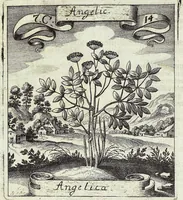 Picture 119 of 593 from Viridarium Reformatum, Seu Regnum Vegetabile, Das ist: Neu-eingerichtetes und Vollständiges Kräuter-Buch: Worinnen auff noch nicht geschehene Weise Derer Vegetabilien, als Kräutern, Sträuchen, Bäumen, Bluhmen und anderer Erd-Gewachsen Art, Krafft und Würckung dergestalt beschrieben werden, daß man dieses Werck statt einer Botanischen Bibliothec haben ... kan (1719), leaf 332