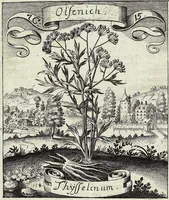 Picture 120 of 593 from Viridarium Reformatum, Seu Regnum Vegetabile, Das ist: Neu-eingerichtetes und Vollständiges Kräuter-Buch: Worinnen auff noch nicht geschehene Weise Derer Vegetabilien, als Kräutern, Sträuchen, Bäumen, Bluhmen und anderer Erd-Gewachsen Art, Krafft und Würckung dergestalt beschrieben werden, daß man dieses Werck statt einer Botanischen Bibliothec haben ... kan (1719), leaf 334