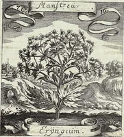 Picture 121 of 593 from Viridarium Reformatum, Seu Regnum Vegetabile, Das ist: Neu-eingerichtetes und Vollständiges Kräuter-Buch: Worinnen auff noch nicht geschehene Weise Derer Vegetabilien, als Kräutern, Sträuchen, Bäumen, Bluhmen und anderer Erd-Gewachsen Art, Krafft und Würckung dergestalt beschrieben werden, daß man dieses Werck statt einer Botanischen Bibliothec haben ... kan (1719), leaf 336