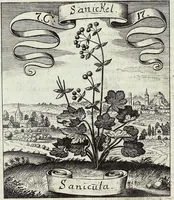 Picture 122 of 593 from Viridarium Reformatum, Seu Regnum Vegetabile, Das ist: Neu-eingerichtetes und Vollständiges Kräuter-Buch: Worinnen auff noch nicht geschehene Weise Derer Vegetabilien, als Kräutern, Sträuchen, Bäumen, Bluhmen und anderer Erd-Gewachsen Art, Krafft und Würckung dergestalt beschrieben werden, daß man dieses Werck statt einer Botanischen Bibliothec haben ... kan (1719), leaf 338