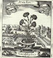 Picture 123 of 593 from Viridarium Reformatum, Seu Regnum Vegetabile, Das ist: Neu-eingerichtetes und Vollständiges Kräuter-Buch: Worinnen auff noch nicht geschehene Weise Derer Vegetabilien, als Kräutern, Sträuchen, Bäumen, Bluhmen und anderer Erd-Gewachsen Art, Krafft und Würckung dergestalt beschrieben werden, daß man dieses Werck statt einer Botanischen Bibliothec haben ... kan (1719), leaf 341