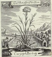 Picture 124 of 593 from Viridarium Reformatum, Seu Regnum Vegetabile, Das ist: Neu-eingerichtetes und Vollständiges Kräuter-Buch: Worinnen auff noch nicht geschehene Weise Derer Vegetabilien, als Kräutern, Sträuchen, Bäumen, Bluhmen und anderer Erd-Gewachsen Art, Krafft und Würckung dergestalt beschrieben werden, daß man dieses Werck statt einer Botanischen Bibliothec haben ... kan (1719), leaf 344