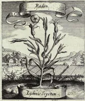 Picture 125 of 593 from Viridarium Reformatum, Seu Regnum Vegetabile, Das ist: Neu-eingerichtetes und Vollständiges Kräuter-Buch: Worinnen auff noch nicht geschehene Weise Derer Vegetabilien, als Kräutern, Sträuchen, Bäumen, Bluhmen und anderer Erd-Gewachsen Art, Krafft und Würckung dergestalt beschrieben werden, daß man dieses Werck statt einer Botanischen Bibliothec haben ... kan (1719), leaf 346