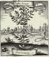 Picture 126 of 593 from Viridarium Reformatum, Seu Regnum Vegetabile, Das ist: Neu-eingerichtetes und Vollständiges Kräuter-Buch: Worinnen auff noch nicht geschehene Weise Derer Vegetabilien, als Kräutern, Sträuchen, Bäumen, Bluhmen und anderer Erd-Gewachsen Art, Krafft und Würckung dergestalt beschrieben werden, daß man dieses Werck statt einer Botanischen Bibliothec haben ... kan (1719), leaf 348