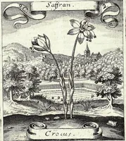 Picture 128 of 593 from Viridarium Reformatum, Seu Regnum Vegetabile, Das ist: Neu-eingerichtetes und Vollständiges Kräuter-Buch: Worinnen auff noch nicht geschehene Weise Derer Vegetabilien, als Kräutern, Sträuchen, Bäumen, Bluhmen und anderer Erd-Gewachsen Art, Krafft und Würckung dergestalt beschrieben werden, daß man dieses Werck statt einer Botanischen Bibliothec haben ... kan (1719), leaf 359