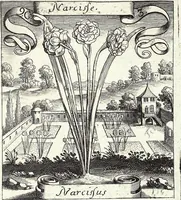 Picture 129 of 593 from Viridarium Reformatum, Seu Regnum Vegetabile, Das ist: Neu-eingerichtetes und Vollständiges Kräuter-Buch: Worinnen auff noch nicht geschehene Weise Derer Vegetabilien, als Kräutern, Sträuchen, Bäumen, Bluhmen und anderer Erd-Gewachsen Art, Krafft und Würckung dergestalt beschrieben werden, daß man dieses Werck statt einer Botanischen Bibliothec haben ... kan (1719), leaf 363
