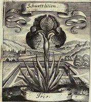 Picture 130 of 593 from Viridarium Reformatum, Seu Regnum Vegetabile, Das ist: Neu-eingerichtetes und Vollständiges Kräuter-Buch: Worinnen auff noch nicht geschehene Weise Derer Vegetabilien, als Kräutern, Sträuchen, Bäumen, Bluhmen und anderer Erd-Gewachsen Art, Krafft und Würckung dergestalt beschrieben werden, daß man dieses Werck statt einer Botanischen Bibliothec haben ... kan (1719), leaf 368