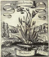 Picture 131 of 593 from Viridarium Reformatum, Seu Regnum Vegetabile, Das ist: Neu-eingerichtetes und Vollständiges Kräuter-Buch: Worinnen auff noch nicht geschehene Weise Derer Vegetabilien, als Kräutern, Sträuchen, Bäumen, Bluhmen und anderer Erd-Gewachsen Art, Krafft und Würckung dergestalt beschrieben werden, daß man dieses Werck statt einer Botanischen Bibliothec haben ... kan (1719), leaf 371
