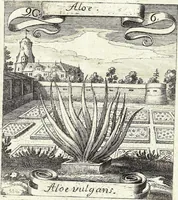 Picture 132 of 593 from Viridarium Reformatum, Seu Regnum Vegetabile, Das ist: Neu-eingerichtetes und Vollständiges Kräuter-Buch: Worinnen auff noch nicht geschehene Weise Derer Vegetabilien, als Kräutern, Sträuchen, Bäumen, Bluhmen und anderer Erd-Gewachsen Art, Krafft und Würckung dergestalt beschrieben werden, daß man dieses Werck statt einer Botanischen Bibliothec haben ... kan (1719), leaf 375