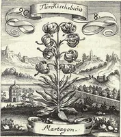Picture 133 of 593 from Viridarium Reformatum, Seu Regnum Vegetabile, Das ist: Neu-eingerichtetes und Vollständiges Kräuter-Buch: Worinnen auff noch nicht geschehene Weise Derer Vegetabilien, als Kräutern, Sträuchen, Bäumen, Bluhmen und anderer Erd-Gewachsen Art, Krafft und Würckung dergestalt beschrieben werden, daß man dieses Werck statt einer Botanischen Bibliothec haben ... kan (1719), leaf 385