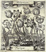 Picture 134 of 593 from Viridarium Reformatum, Seu Regnum Vegetabile, Das ist: Neu-eingerichtetes und Vollständiges Kräuter-Buch: Worinnen auff noch nicht geschehene Weise Derer Vegetabilien, als Kräutern, Sträuchen, Bäumen, Bluhmen und anderer Erd-Gewachsen Art, Krafft und Würckung dergestalt beschrieben werden, daß man dieses Werck statt einer Botanischen Bibliothec haben ... kan (1719), leaf 387