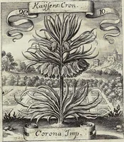 Picture 135 of 593 from Viridarium Reformatum, Seu Regnum Vegetabile, Das ist: Neu-eingerichtetes und Vollständiges Kräuter-Buch: Worinnen auff noch nicht geschehene Weise Derer Vegetabilien, als Kräutern, Sträuchen, Bäumen, Bluhmen und anderer Erd-Gewachsen Art, Krafft und Würckung dergestalt beschrieben werden, daß man dieses Werck statt einer Botanischen Bibliothec haben ... kan (1719), leaf 392