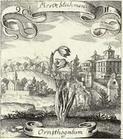 Picture 136 of 593 from Viridarium Reformatum, Seu Regnum Vegetabile, Das ist: Neu-eingerichtetes und Vollständiges Kräuter-Buch: Worinnen auff noch nicht geschehene Weise Derer Vegetabilien, als Kräutern, Sträuchen, Bäumen, Bluhmen und anderer Erd-Gewachsen Art, Krafft und Würckung dergestalt beschrieben werden, daß man dieses Werck statt einer Botanischen Bibliothec haben ... kan (1719), leaf 395