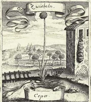 Picture 137 of 593 from Viridarium Reformatum, Seu Regnum Vegetabile, Das ist: Neu-eingerichtetes und Vollständiges Kräuter-Buch: Worinnen auff noch nicht geschehene Weise Derer Vegetabilien, als Kräutern, Sträuchen, Bäumen, Bluhmen und anderer Erd-Gewachsen Art, Krafft und Würckung dergestalt beschrieben werden, daß man dieses Werck statt einer Botanischen Bibliothec haben ... kan (1719), leaf 397