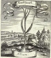 Picture 138 of 593 from Viridarium Reformatum, Seu Regnum Vegetabile, Das ist: Neu-eingerichtetes und Vollständiges Kräuter-Buch: Worinnen auff noch nicht geschehene Weise Derer Vegetabilien, als Kräutern, Sträuchen, Bäumen, Bluhmen und anderer Erd-Gewachsen Art, Krafft und Würckung dergestalt beschrieben werden, daß man dieses Werck statt einer Botanischen Bibliothec haben ... kan (1719), leaf 399