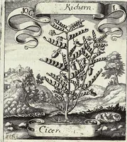 Picture 139 of 593 from Viridarium Reformatum, Seu Regnum Vegetabile, Das ist: Neu-eingerichtetes und Vollständiges Kräuter-Buch: Worinnen auff noch nicht geschehene Weise Derer Vegetabilien, als Kräutern, Sträuchen, Bäumen, Bluhmen und anderer Erd-Gewachsen Art, Krafft und Würckung dergestalt beschrieben werden, daß man dieses Werck statt einer Botanischen Bibliothec haben ... kan (1719), leaf 404