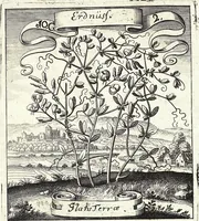 Picture 140 of 593 from Viridarium Reformatum, Seu Regnum Vegetabile, Das ist: Neu-eingerichtetes und Vollständiges Kräuter-Buch: Worinnen auff noch nicht geschehene Weise Derer Vegetabilien, als Kräutern, Sträuchen, Bäumen, Bluhmen und anderer Erd-Gewachsen Art, Krafft und Würckung dergestalt beschrieben werden, daß man dieses Werck statt einer Botanischen Bibliothec haben ... kan (1719), leaf 407