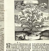 Picture 141 of 593 from Viridarium Reformatum, Seu Regnum Vegetabile, Das ist: Neu-eingerichtetes und Vollständiges Kräuter-Buch: Worinnen auff noch nicht geschehene Weise Derer Vegetabilien, als Kräutern, Sträuchen, Bäumen, Bluhmen und anderer Erd-Gewachsen Art, Krafft und Würckung dergestalt beschrieben werden, daß man dieses Werck statt einer Botanischen Bibliothec haben ... kan (1719), leaf 409