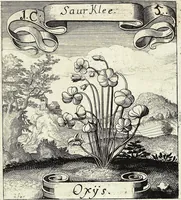Picture 5 of 593 from Viridarium Reformatum, Seu Regnum Vegetabile, Das ist: Neu-eingerichtetes und Vollständiges Kräuter-Buch: Worinnen auff noch nicht geschehene Weise Derer Vegetabilien, als Kräutern, Sträuchen, Bäumen, Bluhmen und anderer Erd-Gewachsen Art, Krafft und Würckung dergestalt beschrieben werden, daß man dieses Werck statt einer Botanischen Bibliothec haben ... kan (1719), leaf 41