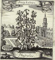 Picture 142 of 593 from Viridarium Reformatum, Seu Regnum Vegetabile, Das ist: Neu-eingerichtetes und Vollständiges Kräuter-Buch: Worinnen auff noch nicht geschehene Weise Derer Vegetabilien, als Kräutern, Sträuchen, Bäumen, Bluhmen und anderer Erd-Gewachsen Art, Krafft und Würckung dergestalt beschrieben werden, daß man dieses Werck statt einer Botanischen Bibliothec haben ... kan (1719), leaf 412