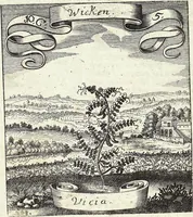 Picture 143 of 593 from Viridarium Reformatum, Seu Regnum Vegetabile, Das ist: Neu-eingerichtetes und Vollständiges Kräuter-Buch: Worinnen auff noch nicht geschehene Weise Derer Vegetabilien, als Kräutern, Sträuchen, Bäumen, Bluhmen und anderer Erd-Gewachsen Art, Krafft und Würckung dergestalt beschrieben werden, daß man dieses Werck statt einer Botanischen Bibliothec haben ... kan (1719), leaf 415