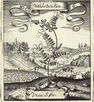 Picture 144 of 593 from Viridarium Reformatum, Seu Regnum Vegetabile, Das ist: Neu-eingerichtetes und Vollständiges Kräuter-Buch: Worinnen auff noch nicht geschehene Weise Derer Vegetabilien, als Kräutern, Sträuchen, Bäumen, Bluhmen und anderer Erd-Gewachsen Art, Krafft und Würckung dergestalt beschrieben werden, daß man dieses Werck statt einer Botanischen Bibliothec haben ... kan (1719), leaf 417