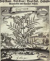 Picture 145 of 593 from Viridarium Reformatum, Seu Regnum Vegetabile, Das ist: Neu-eingerichtetes und Vollständiges Kräuter-Buch: Worinnen auff noch nicht geschehene Weise Derer Vegetabilien, als Kräutern, Sträuchen, Bäumen, Bluhmen und anderer Erd-Gewachsen Art, Krafft und Würckung dergestalt beschrieben werden, daß man dieses Werck statt einer Botanischen Bibliothec haben ... kan (1719), leaf 420