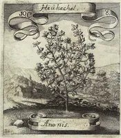 Picture 146 of 593 from Viridarium Reformatum, Seu Regnum Vegetabile, Das ist: Neu-eingerichtetes und Vollständiges Kräuter-Buch: Worinnen auff noch nicht geschehene Weise Derer Vegetabilien, als Kräutern, Sträuchen, Bäumen, Bluhmen und anderer Erd-Gewachsen Art, Krafft und Würckung dergestalt beschrieben werden, daß man dieses Werck statt einer Botanischen Bibliothec haben ... kan (1719), leaf 424