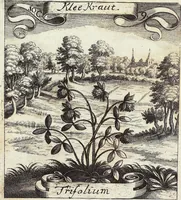 Picture 147 of 593 from Viridarium Reformatum, Seu Regnum Vegetabile, Das ist: Neu-eingerichtetes und Vollständiges Kräuter-Buch: Worinnen auff noch nicht geschehene Weise Derer Vegetabilien, als Kräutern, Sträuchen, Bäumen, Bluhmen und anderer Erd-Gewachsen Art, Krafft und Würckung dergestalt beschrieben werden, daß man dieses Werck statt einer Botanischen Bibliothec haben ... kan (1719), leaf 426