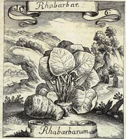 Picture 6 of 593 from Viridarium Reformatum, Seu Regnum Vegetabile, Das ist: Neu-eingerichtetes und Vollständiges Kräuter-Buch: Worinnen auff noch nicht geschehene Weise Derer Vegetabilien, als Kräutern, Sträuchen, Bäumen, Bluhmen und anderer Erd-Gewachsen Art, Krafft und Würckung dergestalt beschrieben werden, daß man dieses Werck statt einer Botanischen Bibliothec haben ... kan (1719), leaf 43