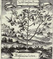Picture 148 of 593 from Viridarium Reformatum, Seu Regnum Vegetabile, Das ist: Neu-eingerichtetes und Vollständiges Kräuter-Buch: Worinnen auff noch nicht geschehene Weise Derer Vegetabilien, als Kräutern, Sträuchen, Bäumen, Bluhmen und anderer Erd-Gewachsen Art, Krafft und Würckung dergestalt beschrieben werden, daß man dieses Werck statt einer Botanischen Bibliothec haben ... kan (1719), leaf 434