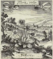 Picture 149 of 593 from Viridarium Reformatum, Seu Regnum Vegetabile, Das ist: Neu-eingerichtetes und Vollständiges Kräuter-Buch: Worinnen auff noch nicht geschehene Weise Derer Vegetabilien, als Kräutern, Sträuchen, Bäumen, Bluhmen und anderer Erd-Gewachsen Art, Krafft und Würckung dergestalt beschrieben werden, daß man dieses Werck statt einer Botanischen Bibliothec haben ... kan (1719), leaf 436